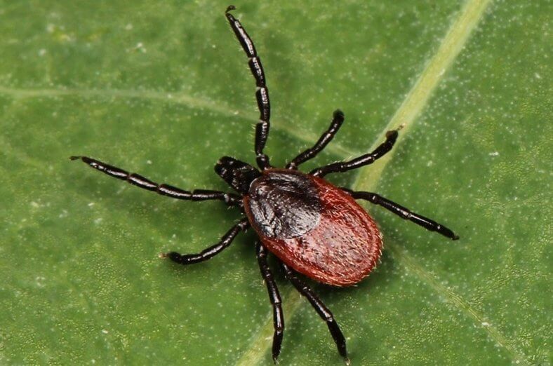 File:Ixodes pacificus.tif - Wikipedia