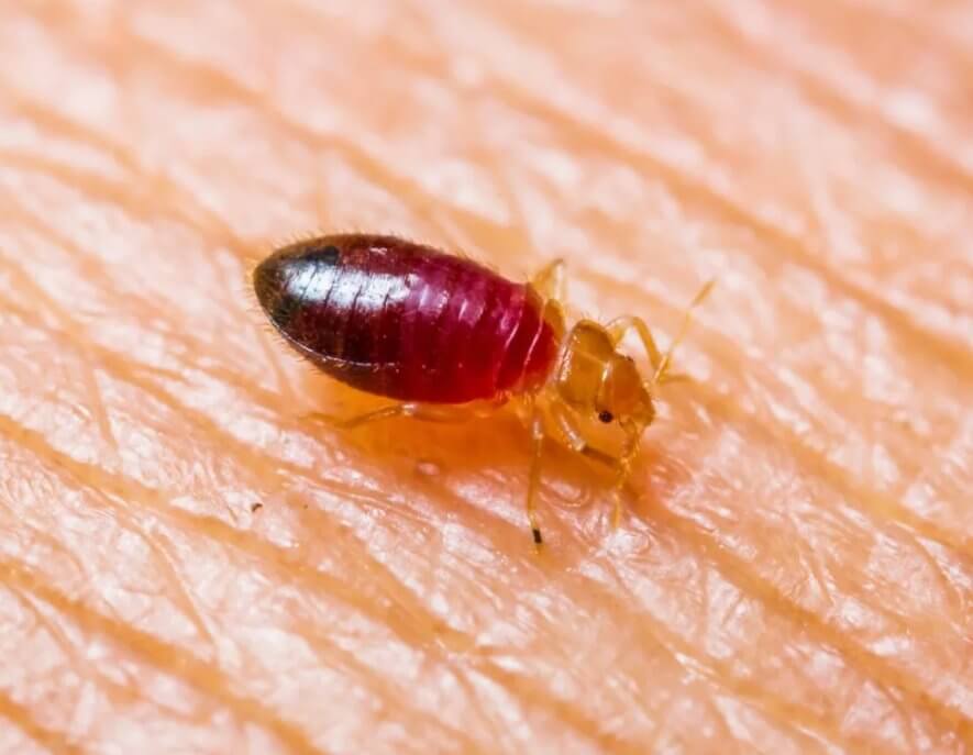 Клопы с кровью фото Клопы с кровью фото