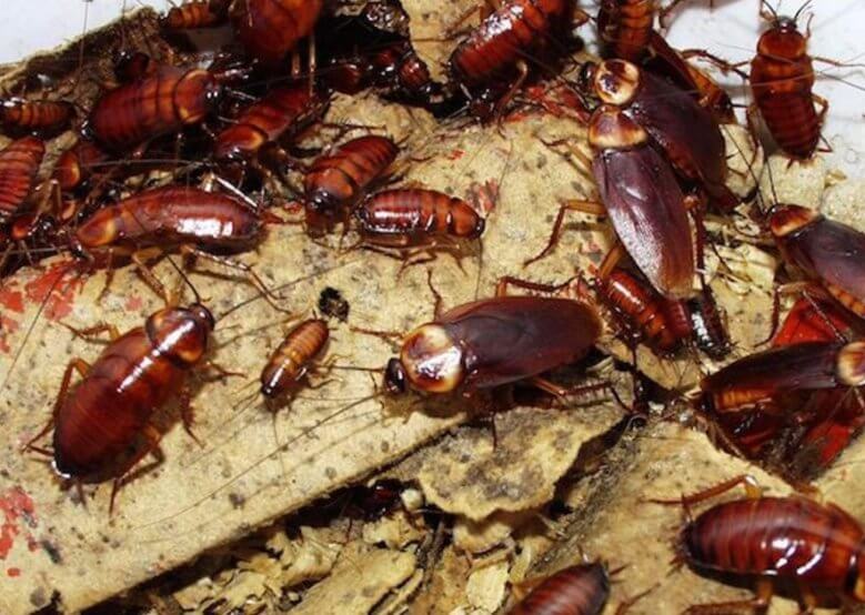 как выглядят тараканы фото