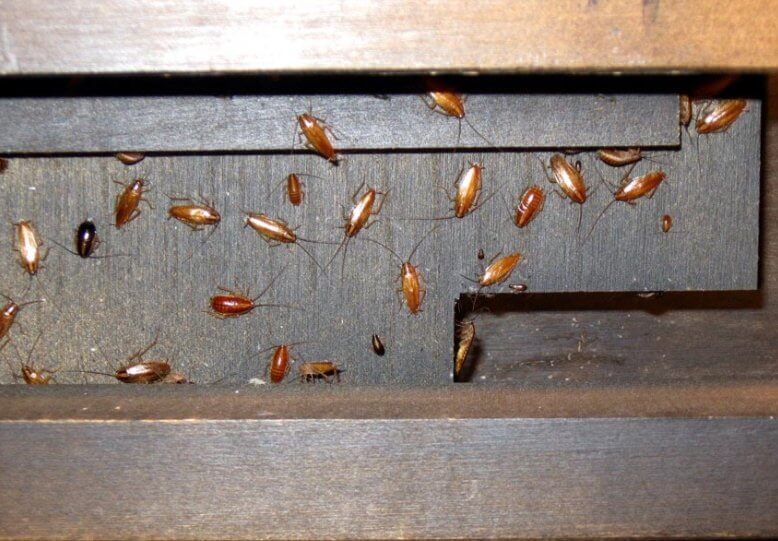 фото тараканов