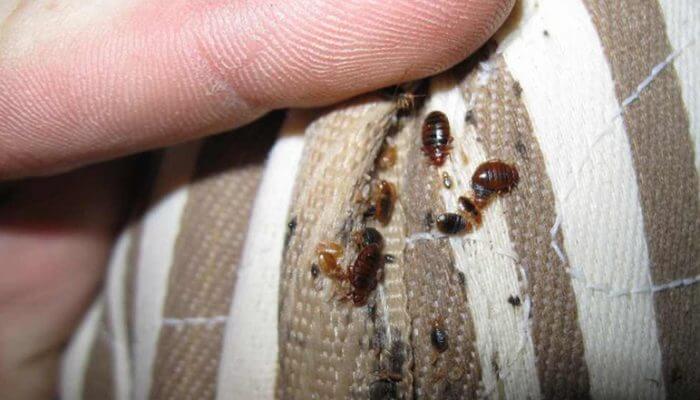 Уничтожение насекомых в Челябинске цены и гарантия