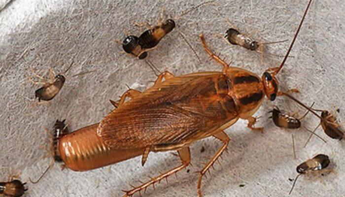 Уничтожение насекомых - служба СЭС