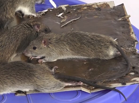 уничтожение крыс