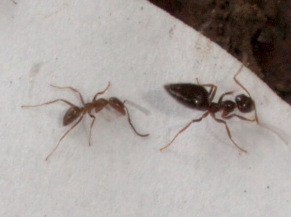 Уничтожение муравьев