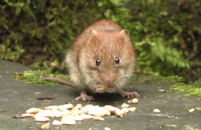 уничтожение мышей